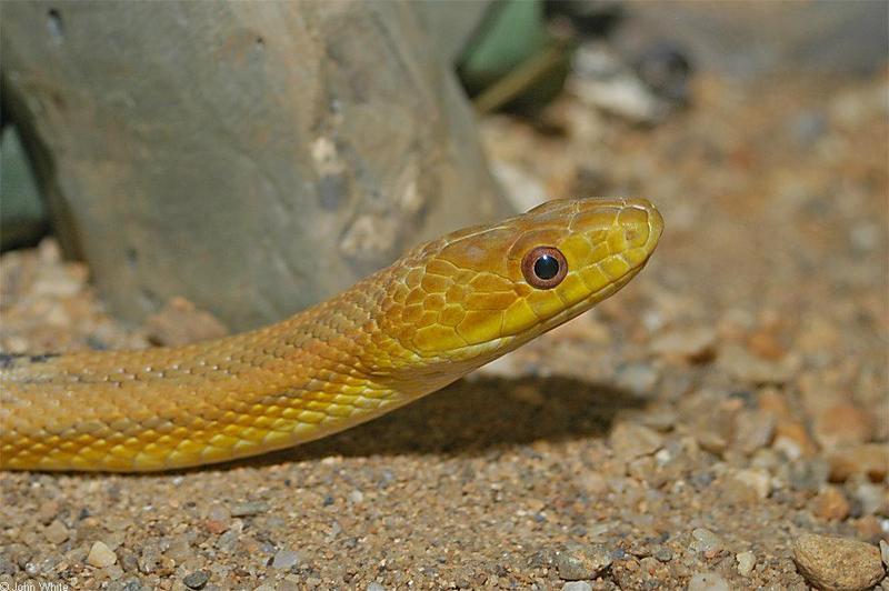 Yellow Rat Snake (Elaphe obsoleta quadrivittata); DISPLAY FULL IMAGE.