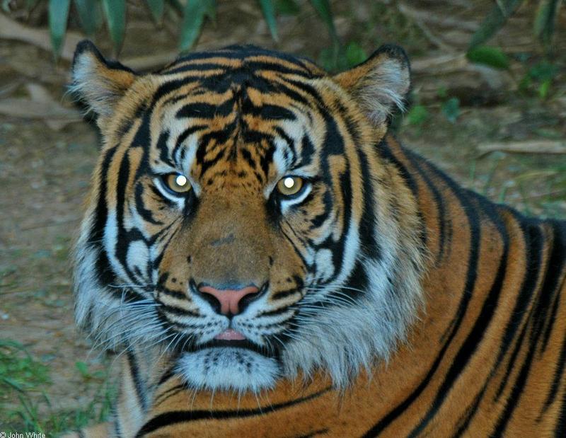 Tiger in a bad mood 1; DISPLAY FULL IMAGE.