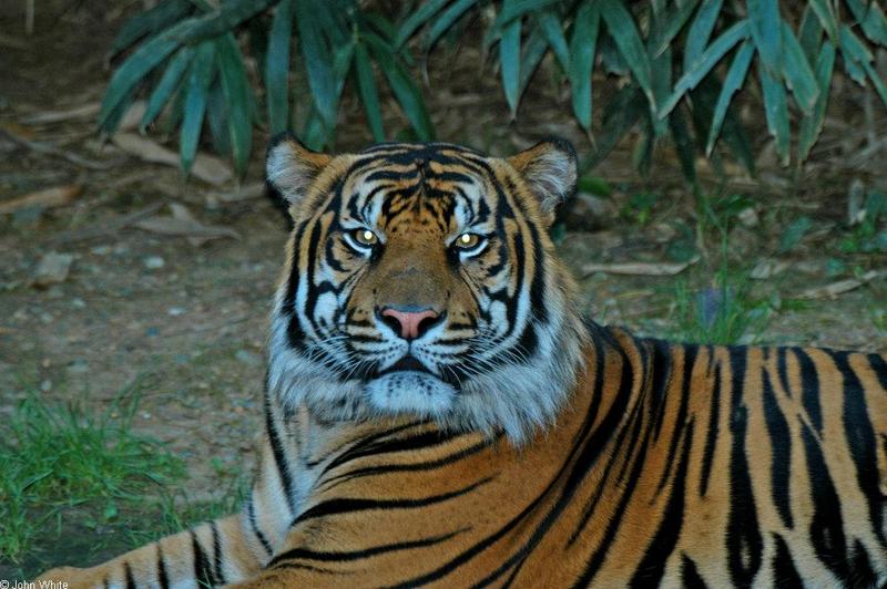 Tiger in a bad mood 2; DISPLAY FULL IMAGE.