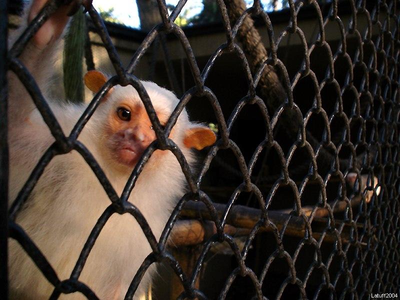 Lonely monkey -- Silvery Marmoset (Callithrix argentata); DISPLAY FULL IMAGE.