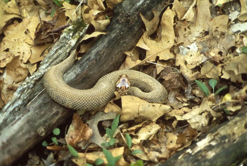 Cottonmouth snake (Agkistrodon piscivorus) {!--늪살모사, Water Moccasin-->; DISPLAY FULL IMAGE.