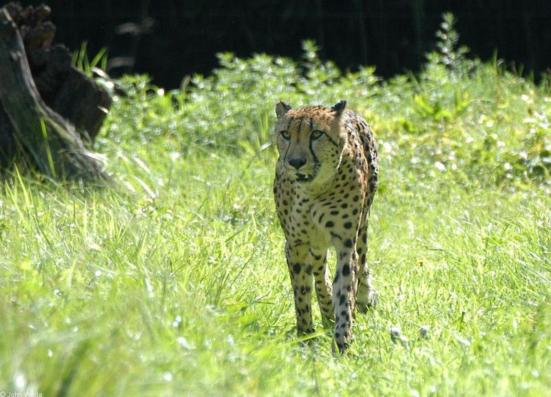 Cheetah; DISPLAY FULL IMAGE.