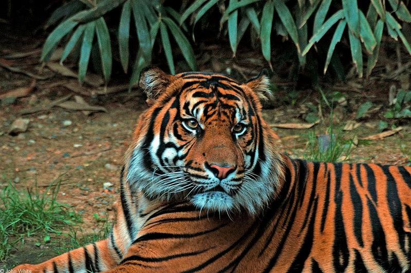 Sumatran Tiger; DISPLAY FULL IMAGE.
