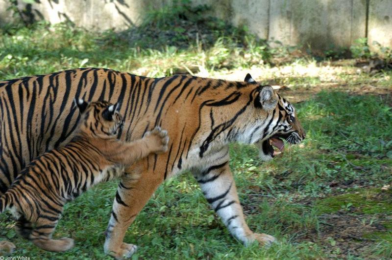 Sumatran Tiger Attack001.JPG; DISPLAY FULL IMAGE.