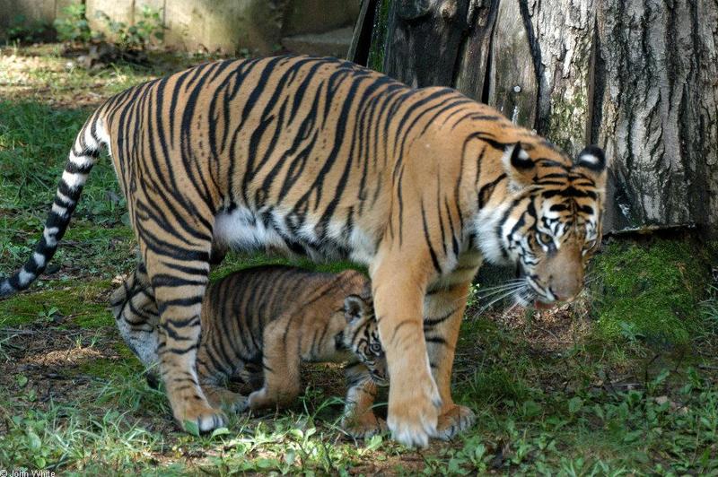 Sumatran Tiger Attack005.JPG; DISPLAY FULL IMAGE.