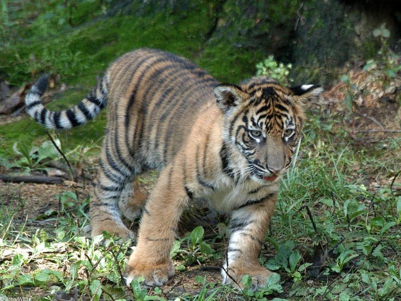Sumatran Tiger cub; DISPLAY FULL IMAGE.