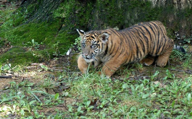 Sumatran Tiger cub 2; DISPLAY FULL IMAGE.