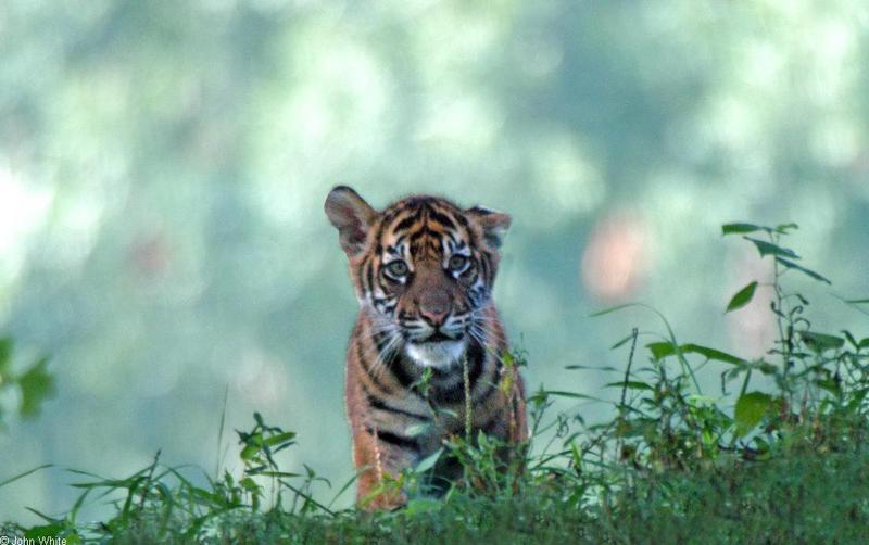 Sumatran Tiger Cub 3; DISPLAY FULL IMAGE.