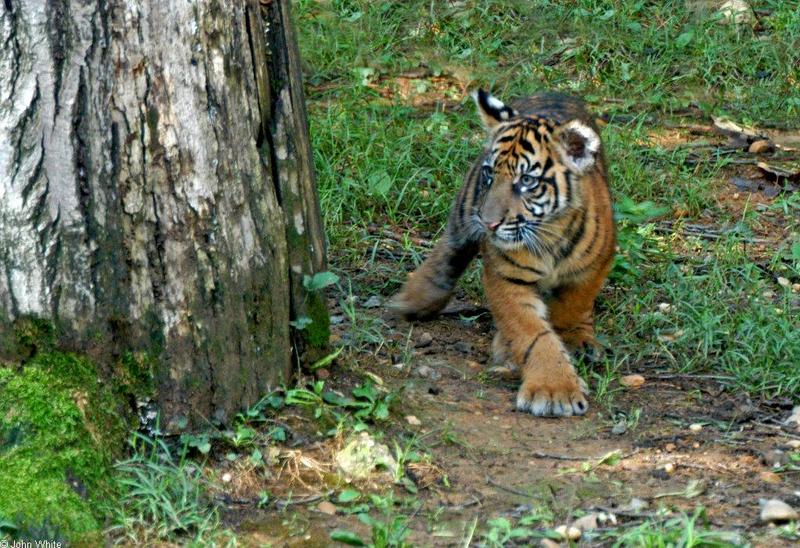 Sumatran Tiger Cub 4; DISPLAY FULL IMAGE.