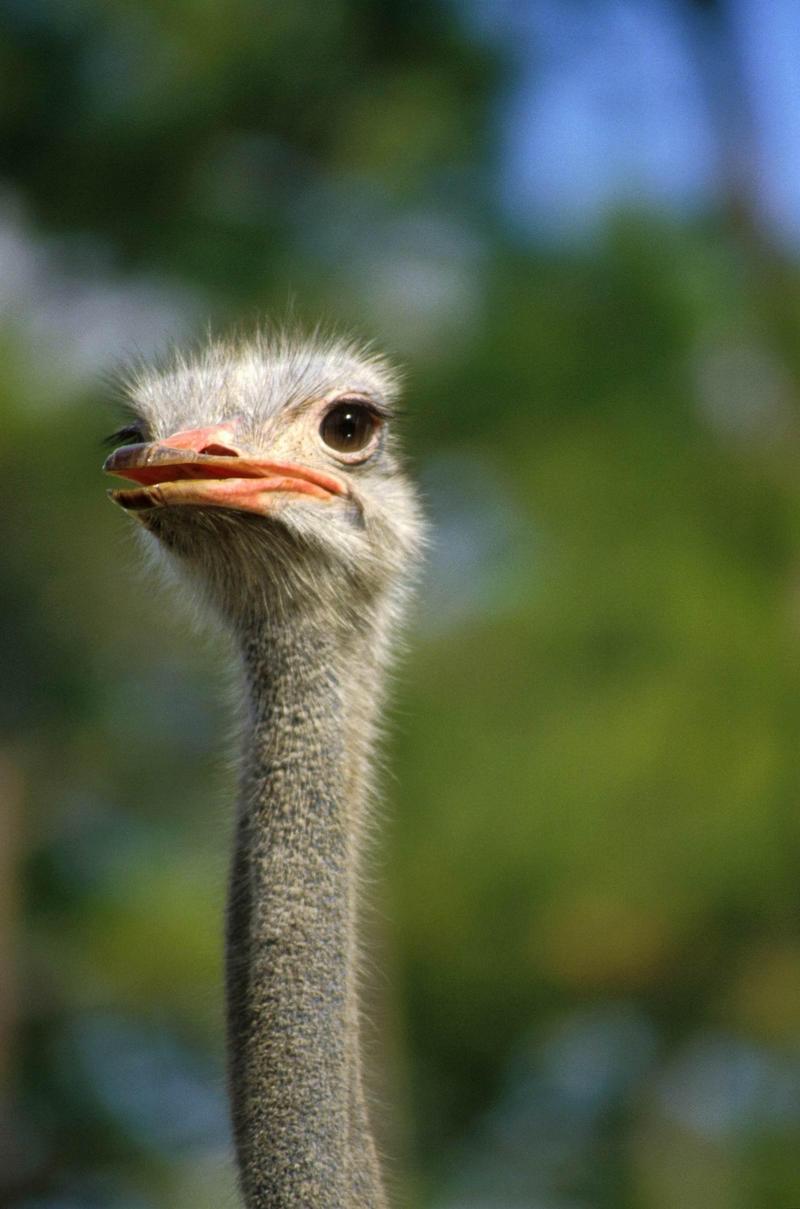 Ostrich(Struthio camelus) {!--타조(駝鳥)--> head; DISPLAY FULL IMAGE.
