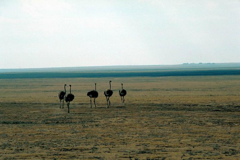 Ostrich(Struthio camelus) {!--타조(駝鳥)--> - female ostriches; DISPLAY FULL IMAGE.