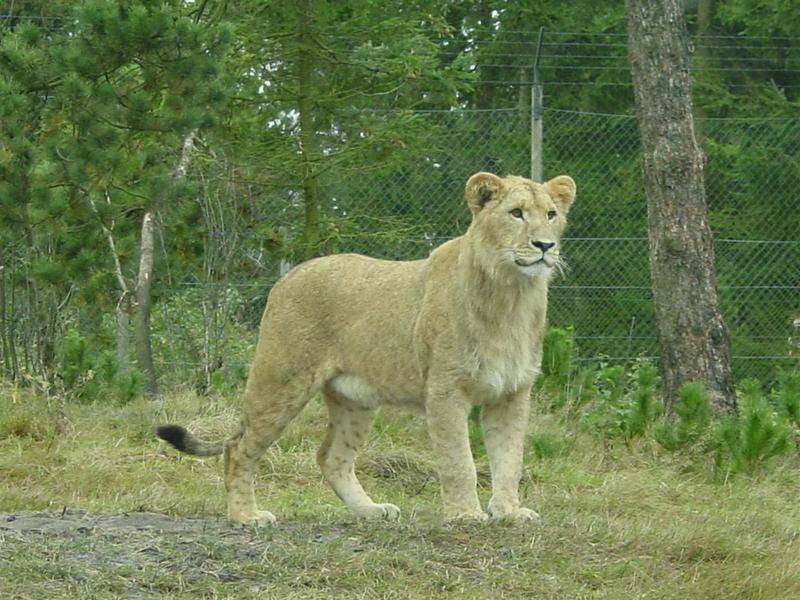 Lion female; DISPLAY FULL IMAGE.