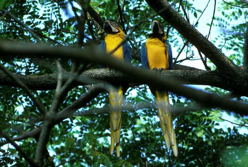 Blue-and-yellow macaw (Ara ararauna) {!--청황금강앵무--> pair; DISPLAY FULL IMAGE.