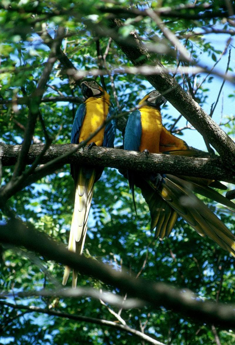 Blue-and-yellow macaw (Ara ararauna) {!--청황금강앵무--> pair; DISPLAY FULL IMAGE.