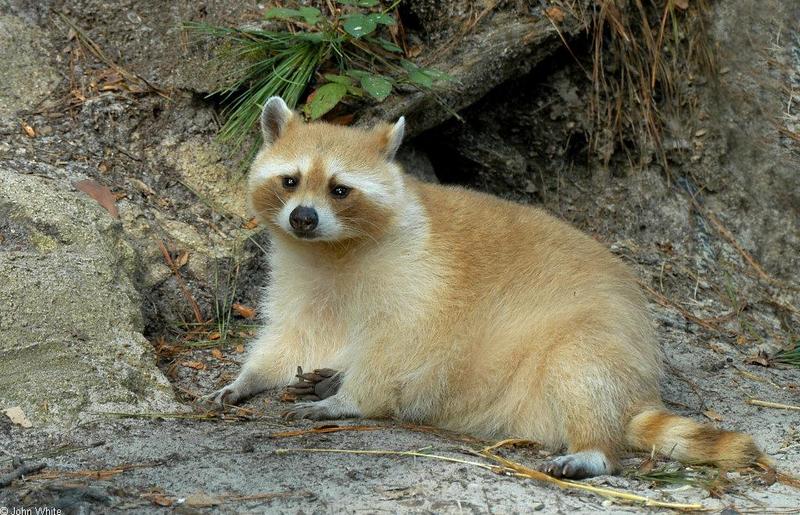 A couple critters - blond raccoon.jpg; DISPLAY FULL IMAGE.