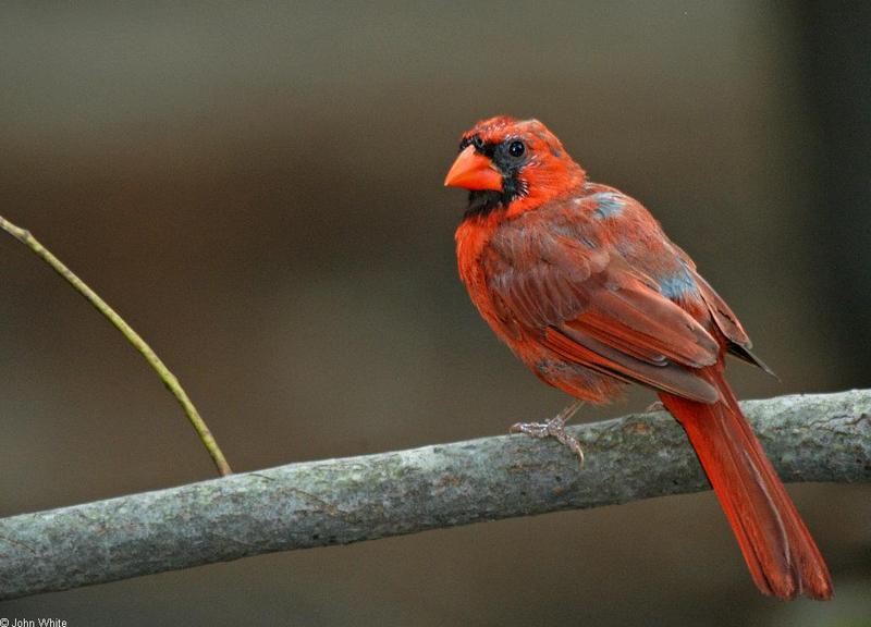 Northern Cardinal (Cardinalis cardinalis)001.jpg; DISPLAY FULL IMAGE.