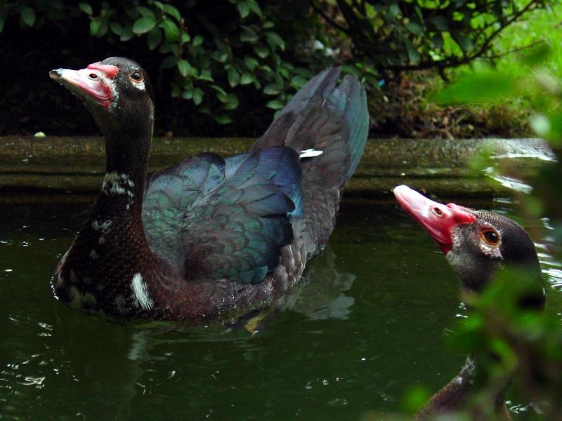 domesticated muscovy ducks; DISPLAY FULL IMAGE.