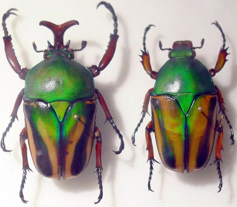 beetles; DISPLAY FULL IMAGE.