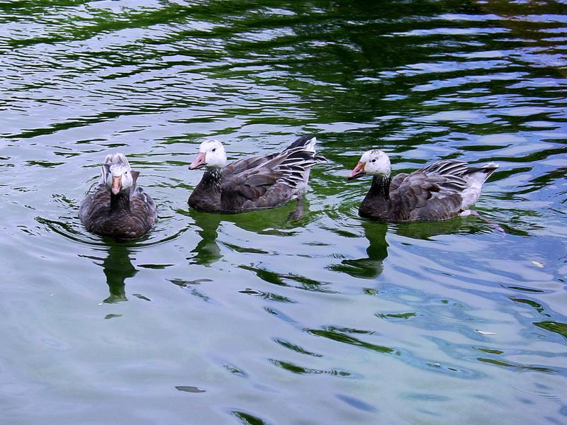 Geese - greylag goose (Anser anser); DISPLAY FULL IMAGE.