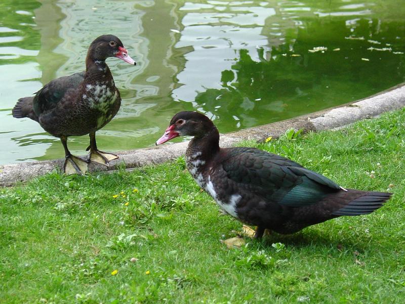 Muscovy duck pair; DISPLAY FULL IMAGE.