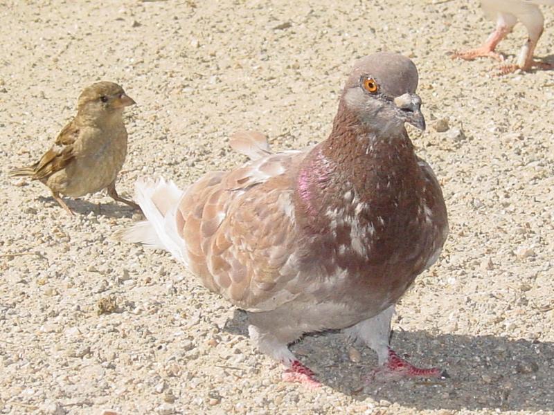 feral pigeon & Swarrow; DISPLAY FULL IMAGE.