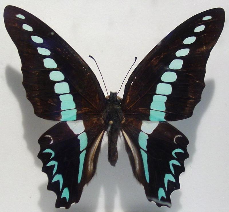 Bluebottle Butterfly - Graphium sarpedon milon; DISPLAY FULL IMAGE.