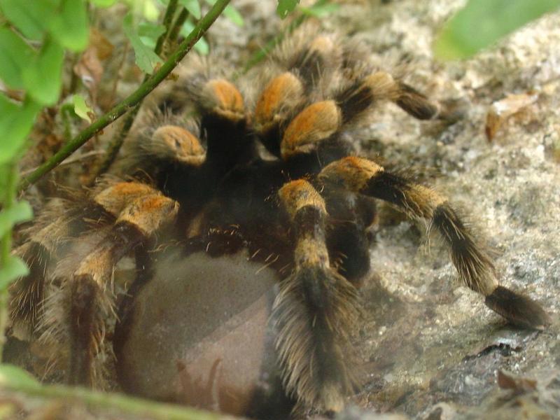 tarantula; DISPLAY FULL IMAGE.
