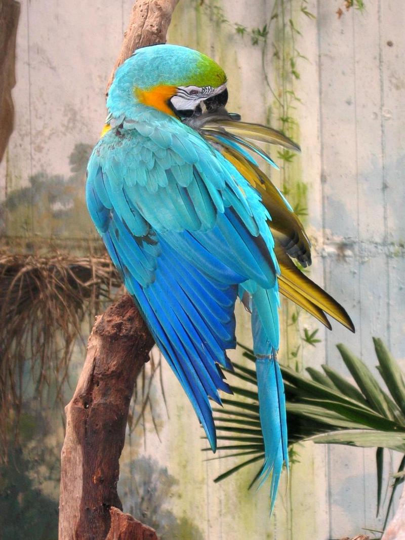 Catalina Macaw; DISPLAY FULL IMAGE.