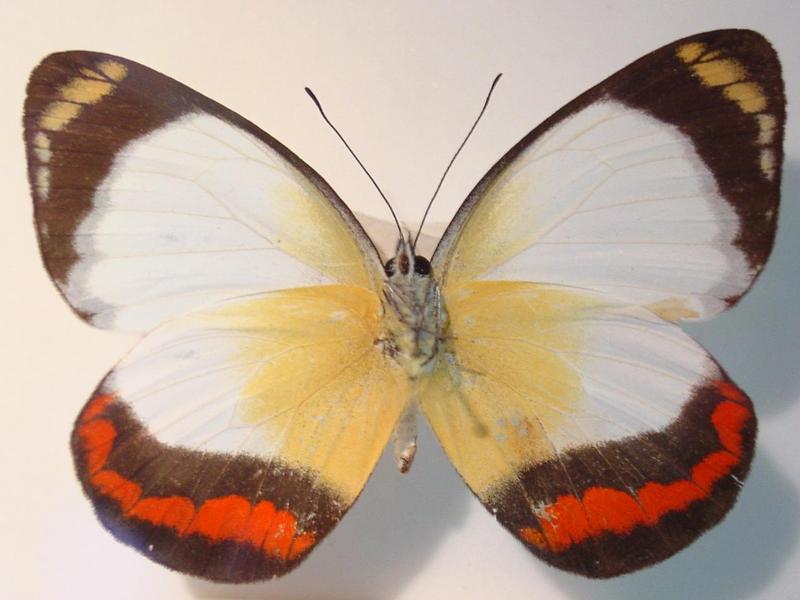Delias mysis - 'The Union Jack Butterfly'; DISPLAY FULL IMAGE.