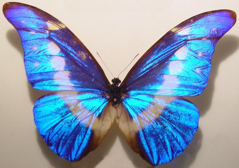 Morpho helena; DISPLAY FULL IMAGE.