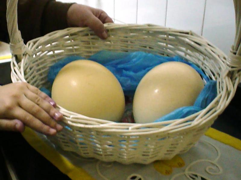 eggs of an ostrich - ovos de avestruz; DISPLAY FULL IMAGE.