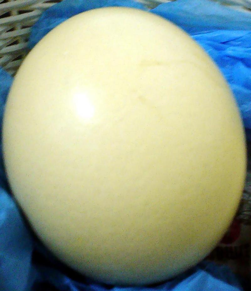 egg of an ostrich - ovo de avestruz; DISPLAY FULL IMAGE.