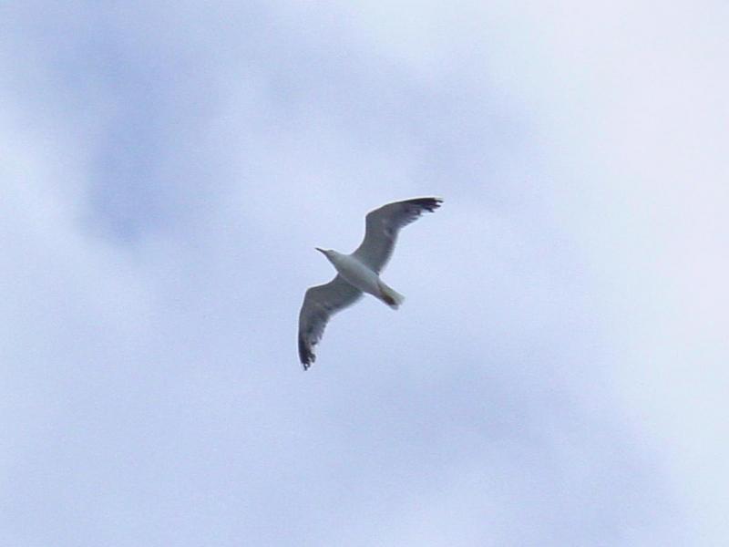 Seagull - gaivota; DISPLAY FULL IMAGE.