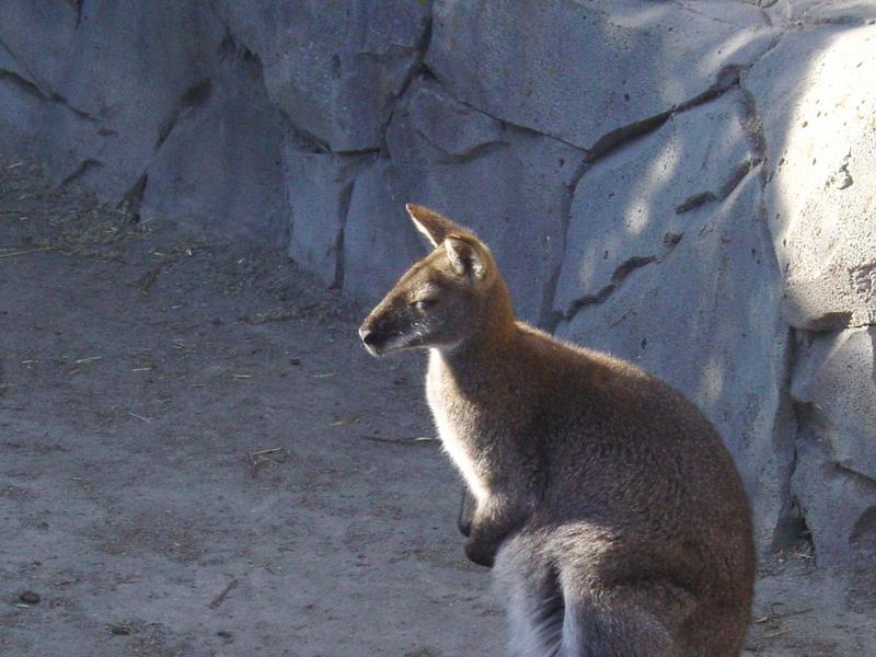 Bennett's Wallaby - Red-necked Wallaby; DISPLAY FULL IMAGE.