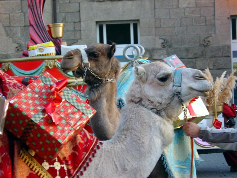 Dromedary Camels; DISPLAY FULL IMAGE.