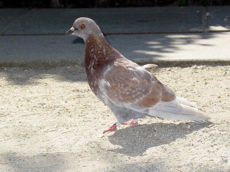 feral pigeon (Columba livia var. domestica); DISPLAY FULL IMAGE.