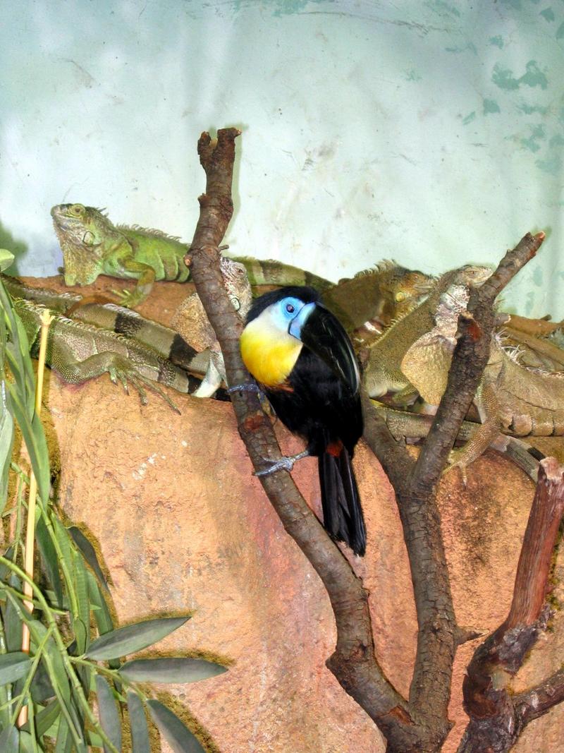 Channel-billed toucan & green iguana; DISPLAY FULL IMAGE.
