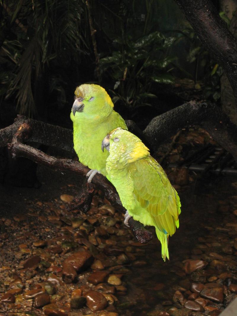 One of the Amazon Parrot species; DISPLAY FULL IMAGE.