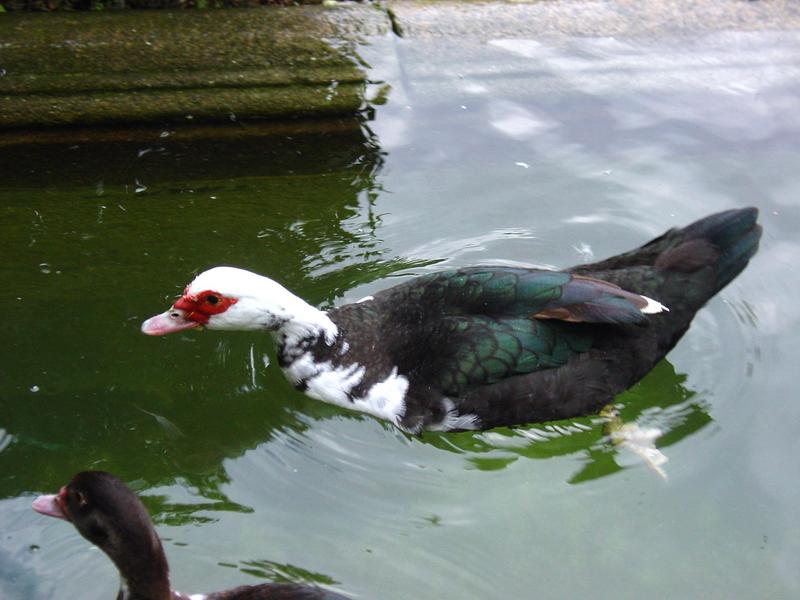 domesticated muscovy duck; DISPLAY FULL IMAGE.
