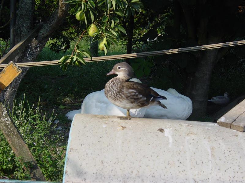 mandarin duck (Aix sponsa); DISPLAY FULL IMAGE.