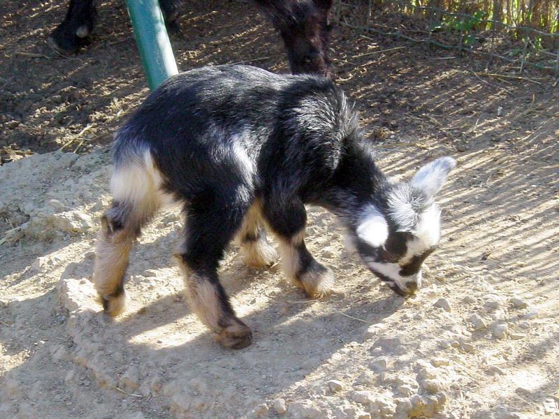 Kid, little goat; DISPLAY FULL IMAGE.