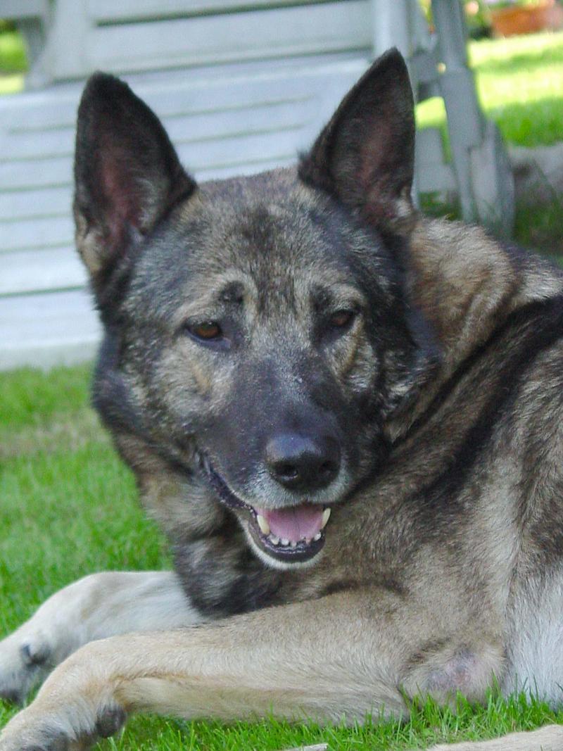 German shepperd; DISPLAY FULL IMAGE.