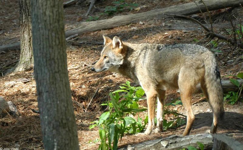 Coyote (Canis latrans)100.jpg; DISPLAY FULL IMAGE.