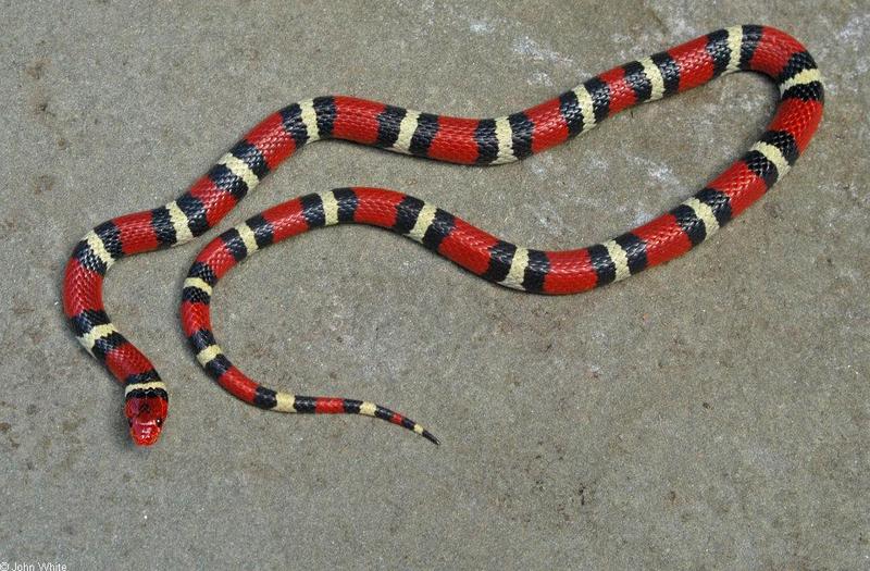 Scarlet King Snake (Lampropeltis triangulum elapsoides); DISPLAY FULL IMAGE.