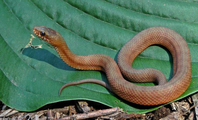 Mangrove Salt Marsh Snake (Nerodia clarkii compressicauda); DISPLAY FULL IMAGE.