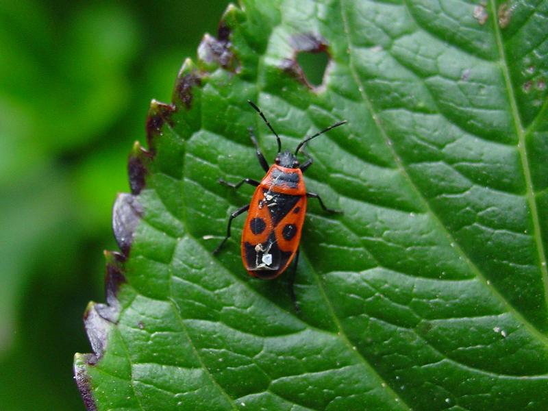 Lygaeid bug (Lygaeidae)-MILKWEED BUG; DISPLAY FULL IMAGE.