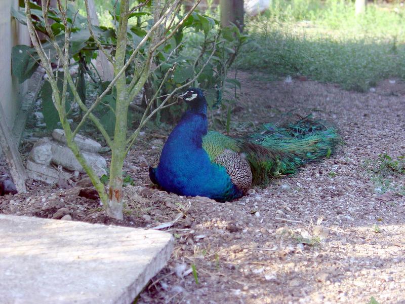 peacock - blue peafowl (Pavo cristatus); DISPLAY FULL IMAGE.