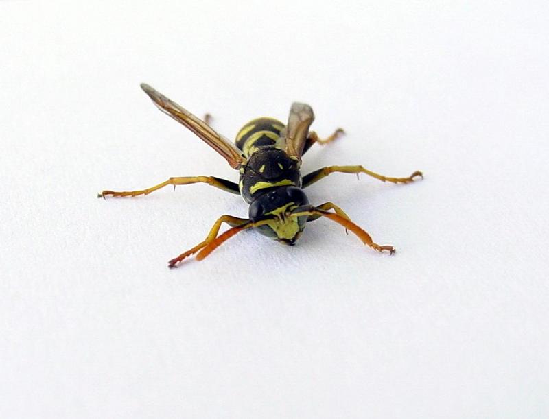 Wasp; DISPLAY FULL IMAGE.