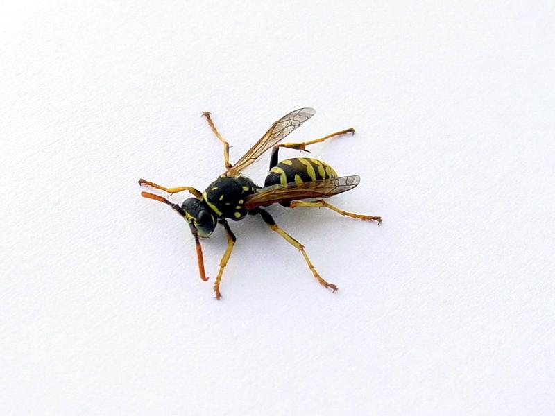 wasp; DISPLAY FULL IMAGE.