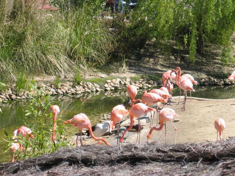 Flamingo; DISPLAY FULL IMAGE.